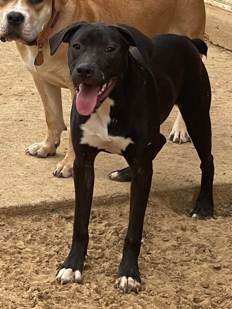 Mcnubbins , an adoptable Boxer in Upper Rawdon, NS, B0N 2N0 | Photo Image 2