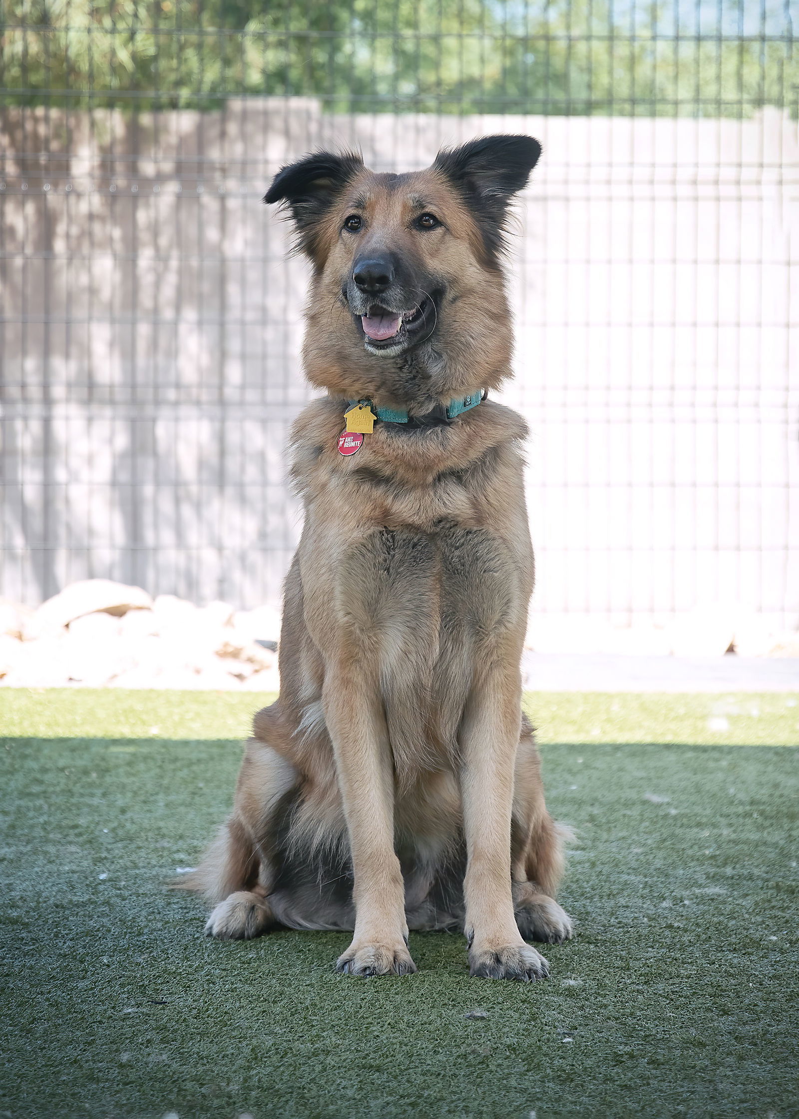 EVA, an adoptable German Shepherd Dog, Collie in Scottsdale, AZ, 85261 | Photo Image 1