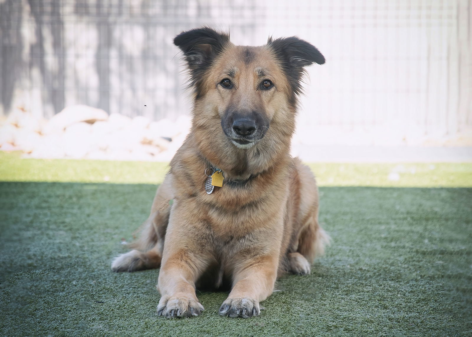 EVA, an adoptable German Shepherd Dog, Collie in Scottsdale, AZ, 85261 | Photo Image 2