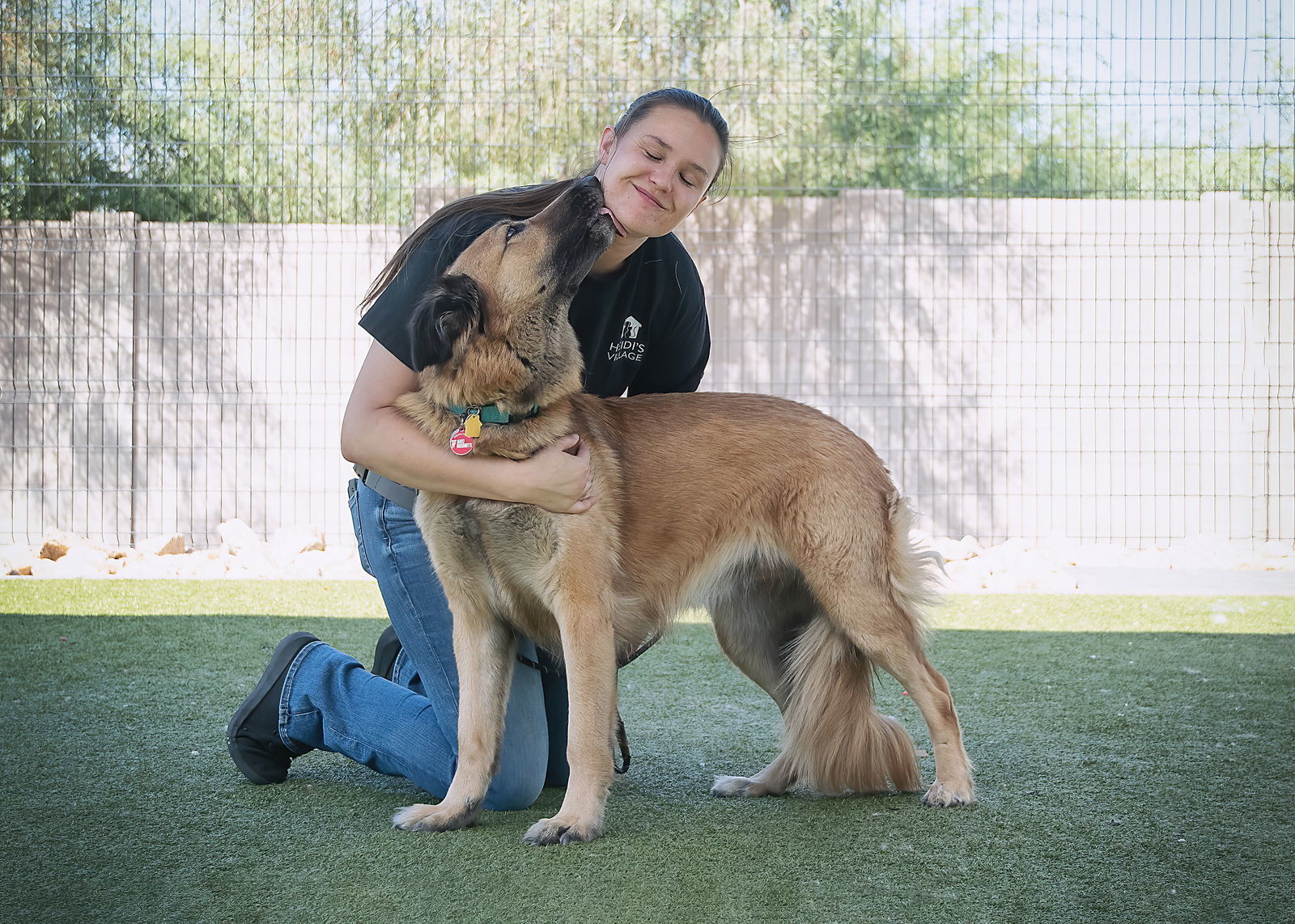 EVA, an adoptable German Shepherd Dog, Collie in Scottsdale, AZ, 85261 | Photo Image 3