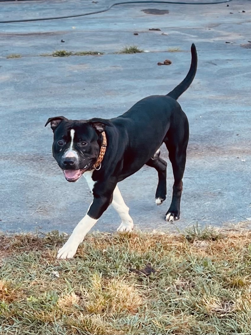 Titan, an adoptable American Bully in Upper Rawdon, NS, B0N 2N0 | Photo Image 1