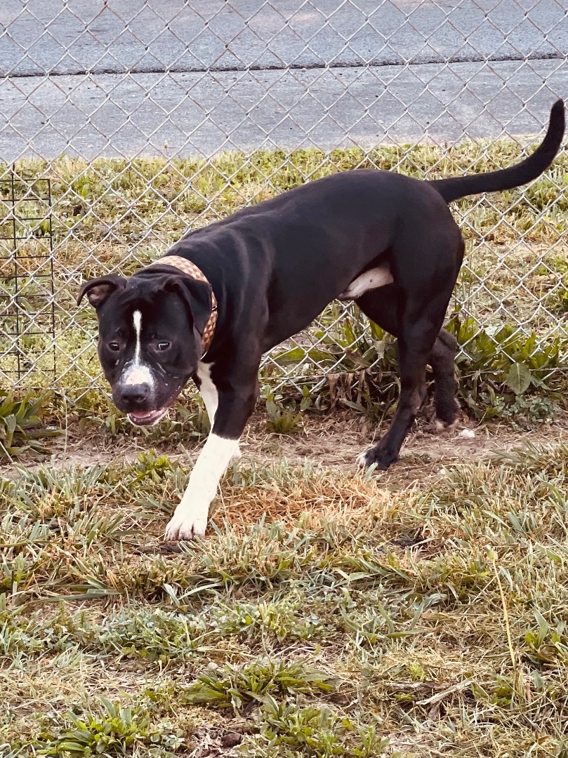 Titan, an adoptable American Bully in Upper Rawdon, NS, B0N 2N0 | Photo Image 2