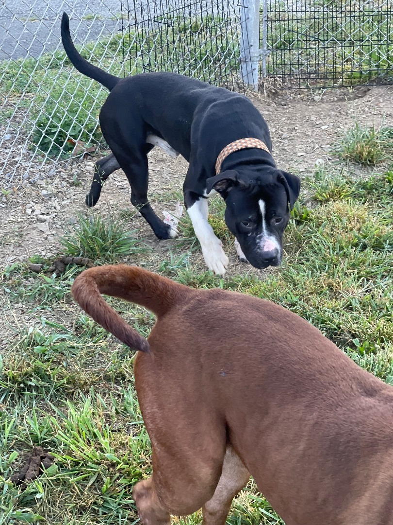 Titan, an adoptable American Bully in Upper Rawdon, NS, B0N 2N0 | Photo Image 3