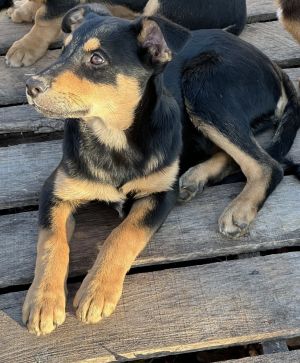 German shepherd hot sale huntaway cross