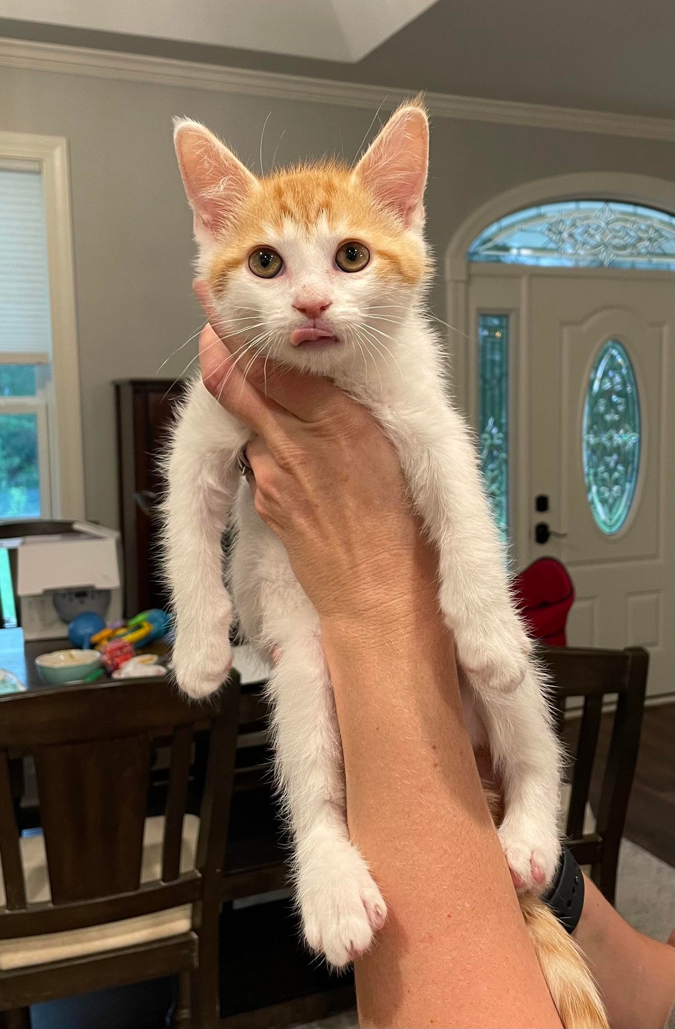 Chastain, an adoptable Domestic Short Hair in Camden, SC, 29021 | Photo Image 2