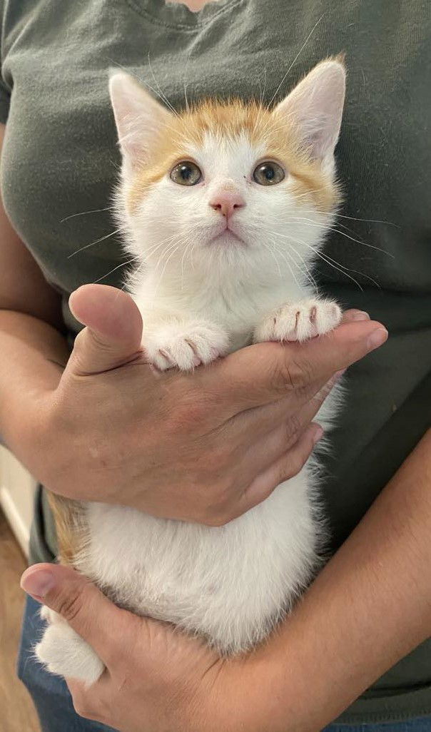 Chastain, an adoptable Domestic Short Hair in Camden, SC, 29021 | Photo Image 3
