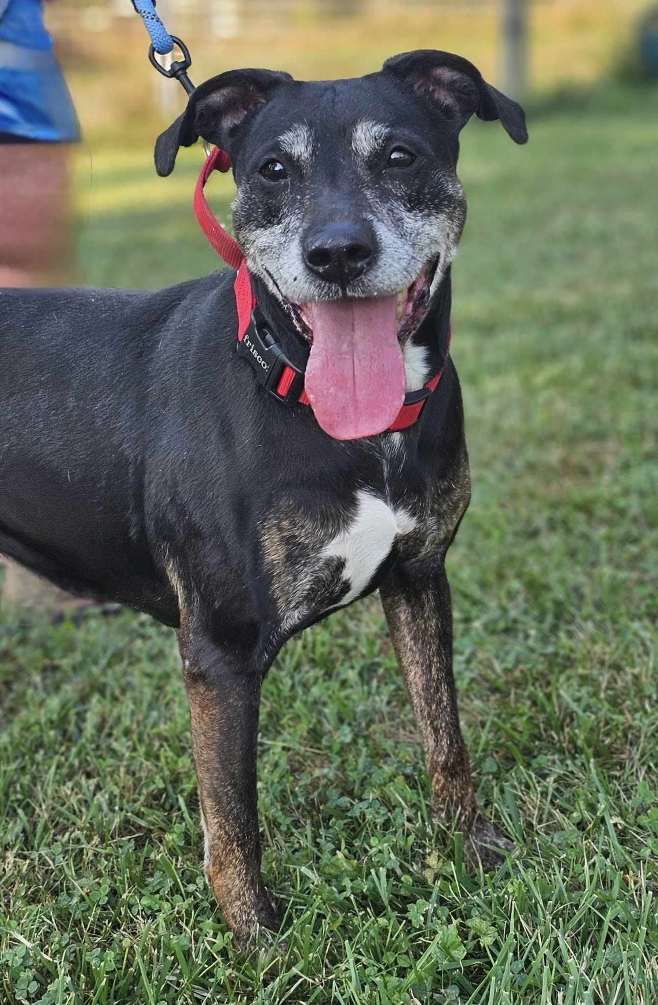 Poppy, an adoptable Coonhound in Fairmont, WV, 26554 | Photo Image 1