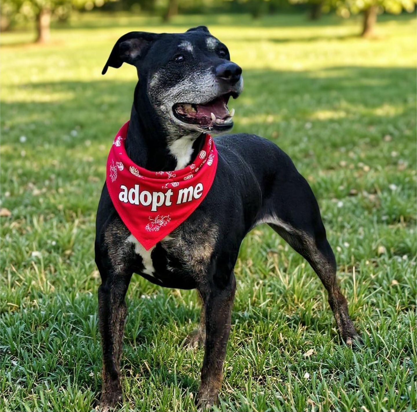 Poppy, an adoptable Coonhound in Fairmont, WV, 26554 | Photo Image 1