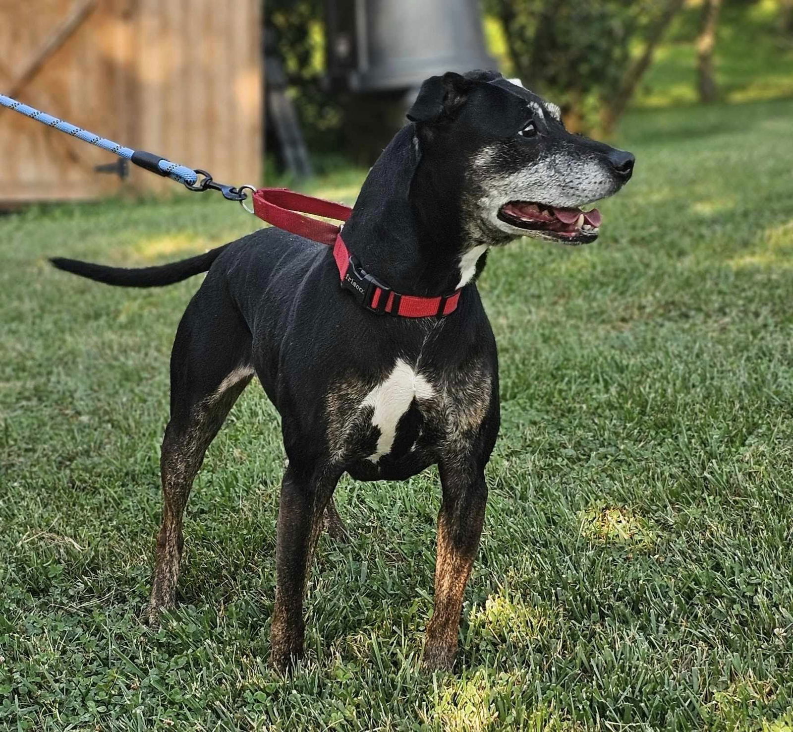 Poppy, an adoptable Coonhound in Fairmont, WV, 26554 | Photo Image 2