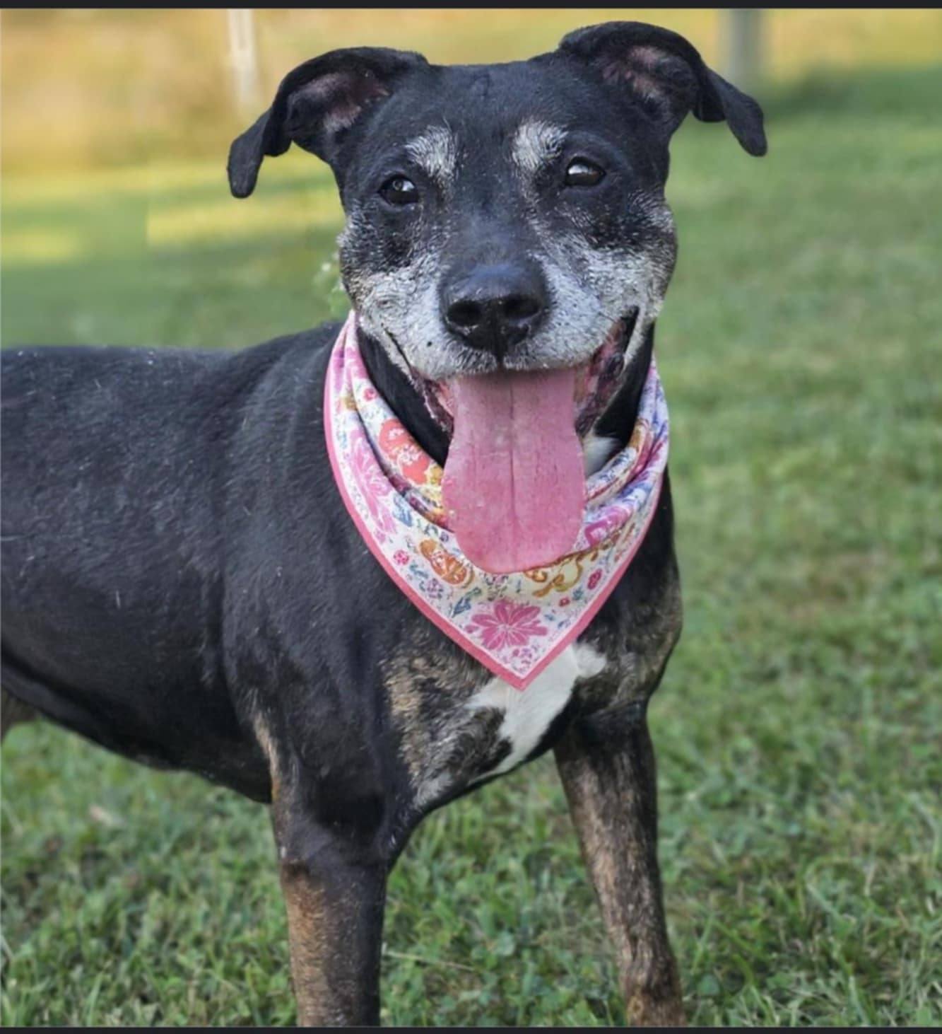 Poppy, an adoptable Coonhound in Fairmont, WV, 26554 | Photo Image 2