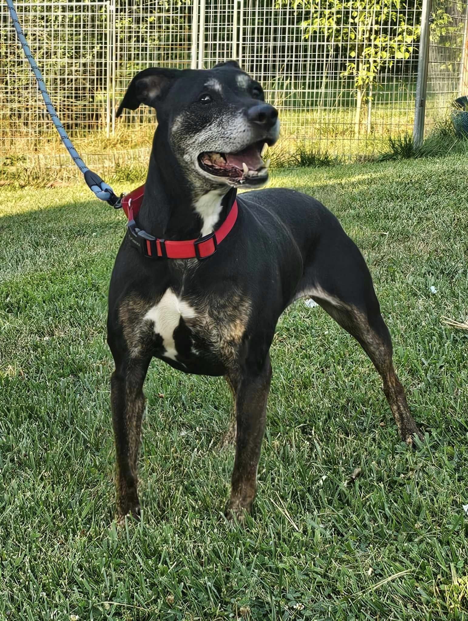 Poppy, an adoptable Coonhound in Fairmont, WV, 26554 | Photo Image 3