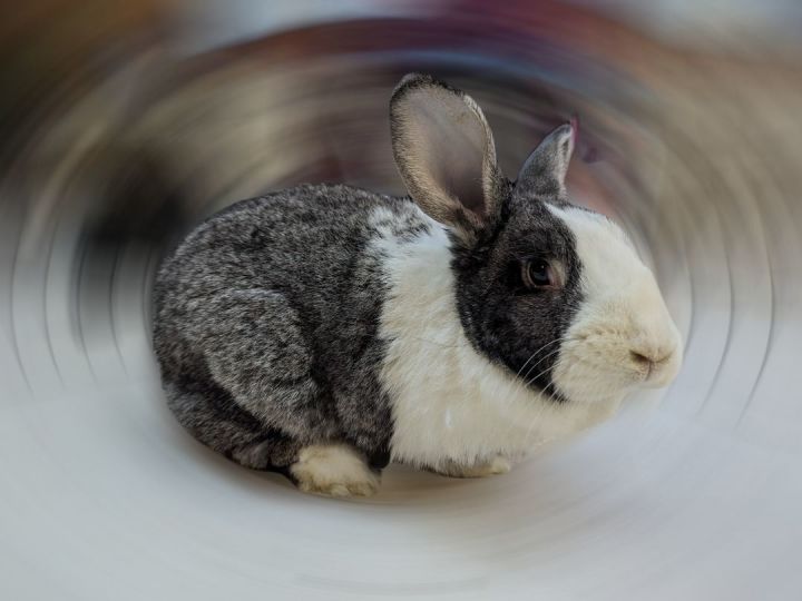Rabbit for adoption Luigi, a Dutch in Lee's Summit, MO Petfinder