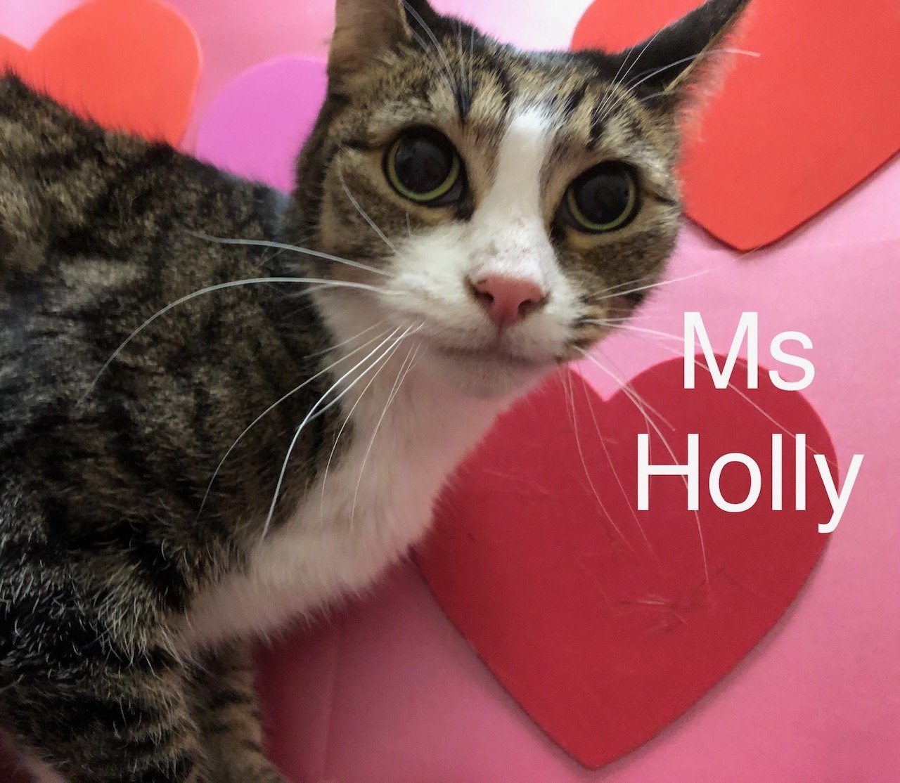 Ms Holly at Martinez Pet Food Express March 23rd