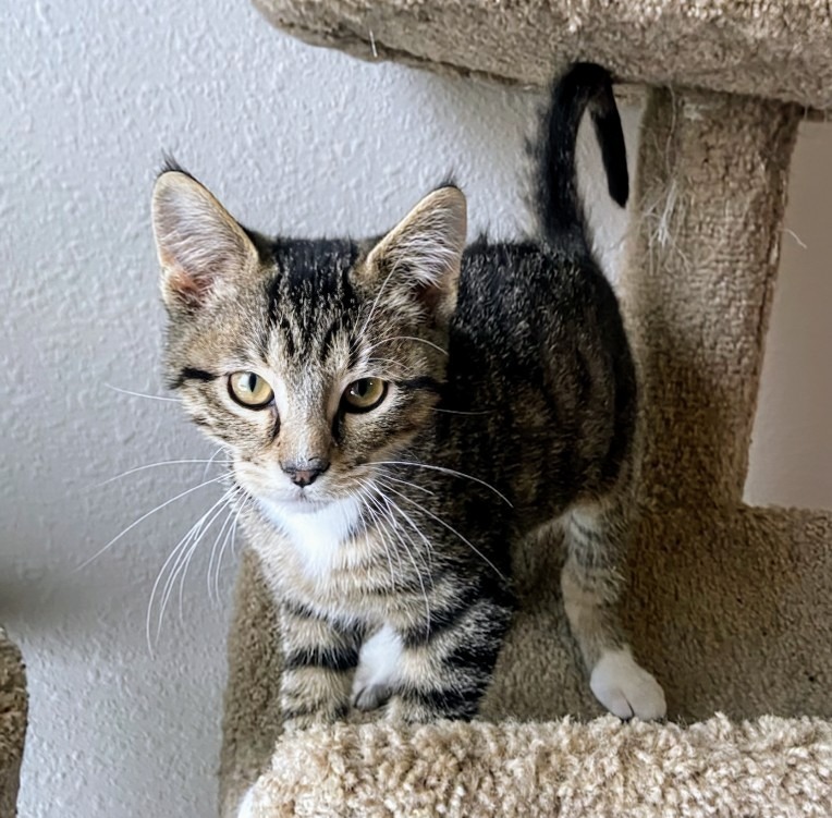 Flurry, an adoptable Domestic Short Hair in Olathe, KS, 66062 | Photo Image 1