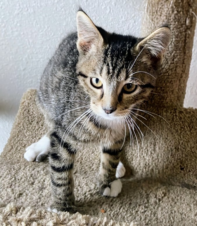 Flurry, an adoptable Domestic Short Hair in Olathe, KS, 66062 | Photo Image 2