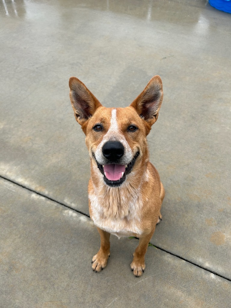 Rocky, an adoptable Australian Cattle Dog / Blue Heeler in Johnson City, TN, 37604 | Photo Image 1