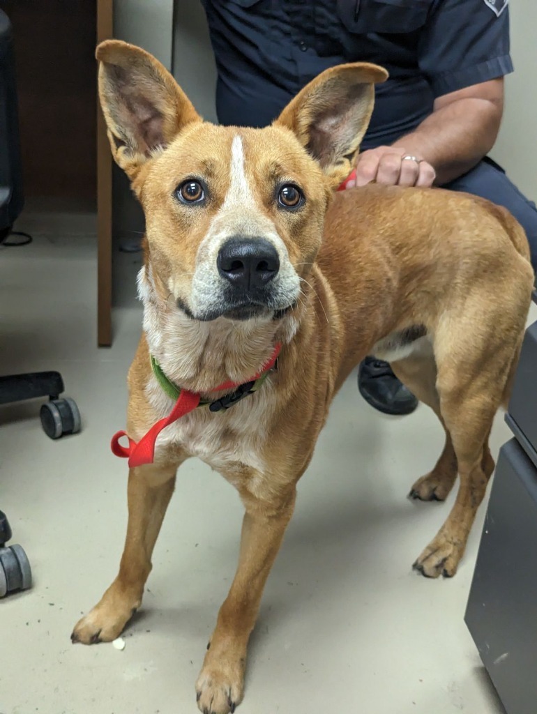 Rocky, an adoptable Australian Cattle Dog / Blue Heeler in Johnson City, TN, 37604 | Photo Image 2