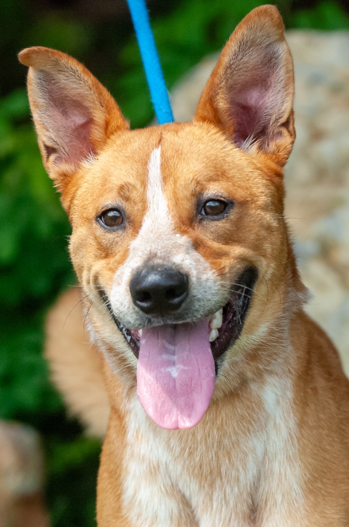 Rocky, an adoptable Australian Cattle Dog / Blue Heeler in Johnson City, TN, 37604 | Photo Image 3
