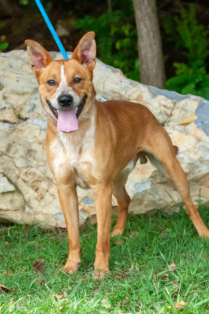 Rocky, an adoptable Australian Cattle Dog / Blue Heeler in Johnson City, TN, 37604 | Photo Image 4