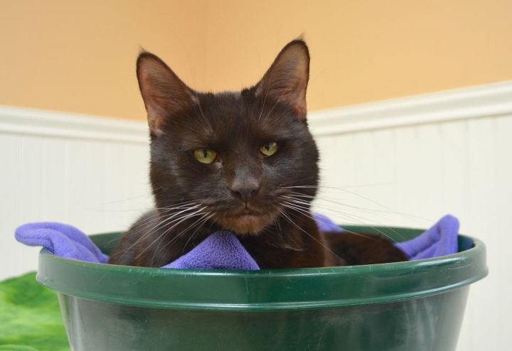 Lainey, an adoptable Domestic Short Hair in Westbrook, CT_image-1
