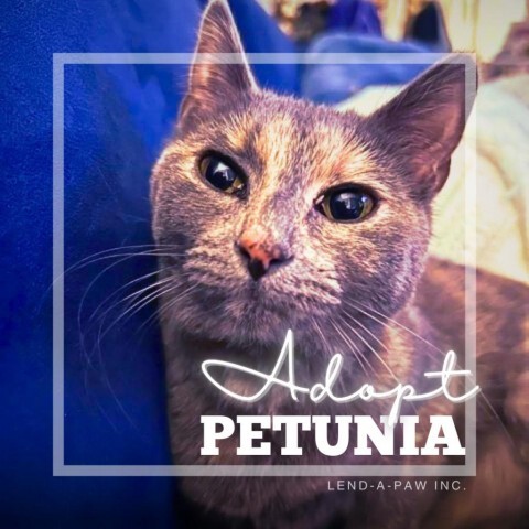 Petunia 1