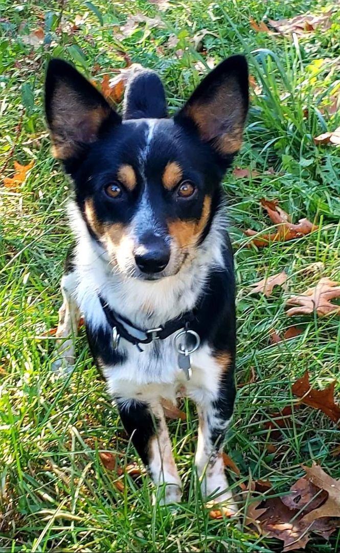 Australian cattle dog hot sale and corgi mix