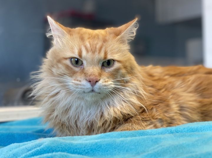 Rufus , an adoptable Domestic Long Hair in Pierre, SD_image-1