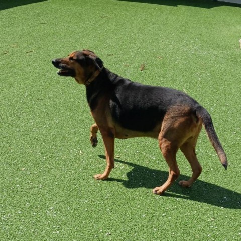 Ozzy, an adoptable Bloodhound in Shorter, AL, 36075 | Photo Image 3