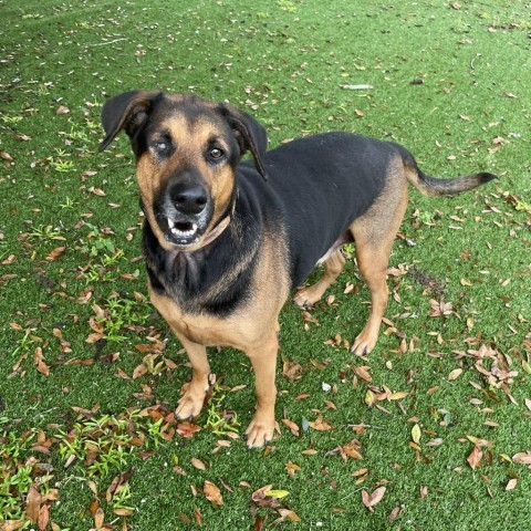 Ozzy 9100, an adoptable Bloodhound in Shorter, AL, 36075 | Photo Image 5