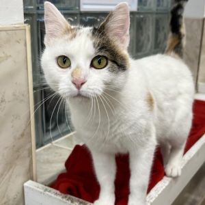 Cats for Adoption Near Ohio, OH