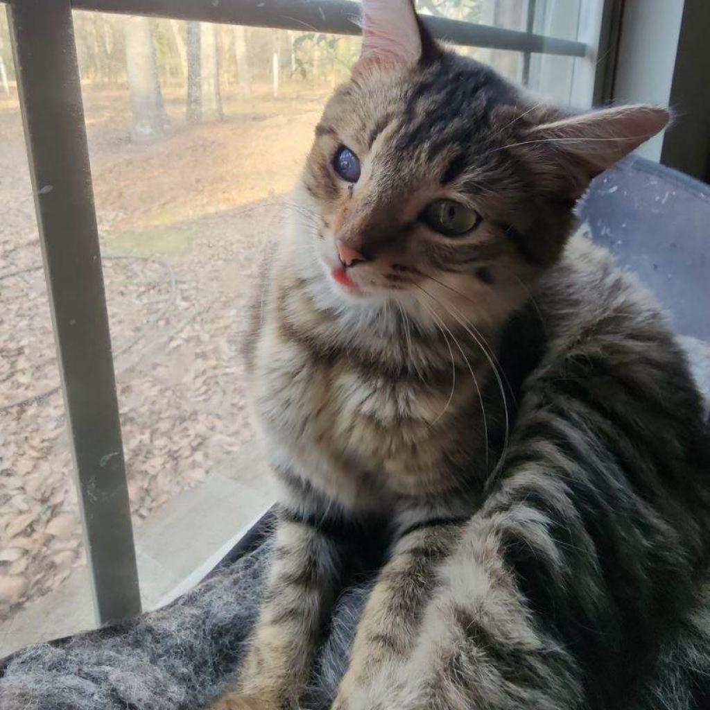 Bitty 2, an adoptable Domestic Medium Hair in Hinesville, GA, 31313 | Photo Image 1