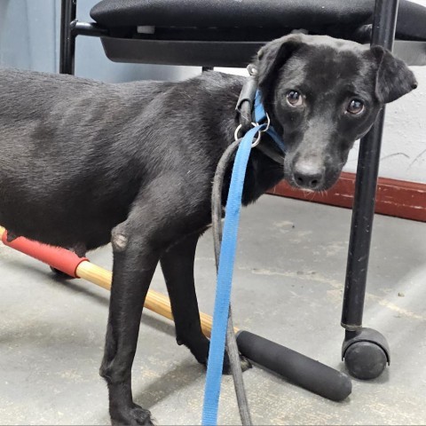 Tiramisu, an adoptable Chihuahua in Harlingen, TX, 78550 | Photo Image 2