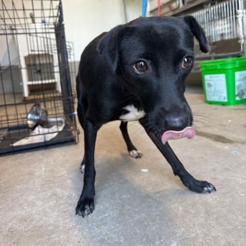 Tiramisu, an adoptable Chihuahua in Harlingen, TX, 78550 | Photo Image 3