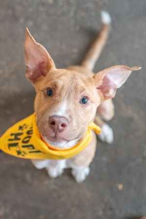 Hi there My name is Butterball and Im a little ball of joy waiting to find my forever home Im