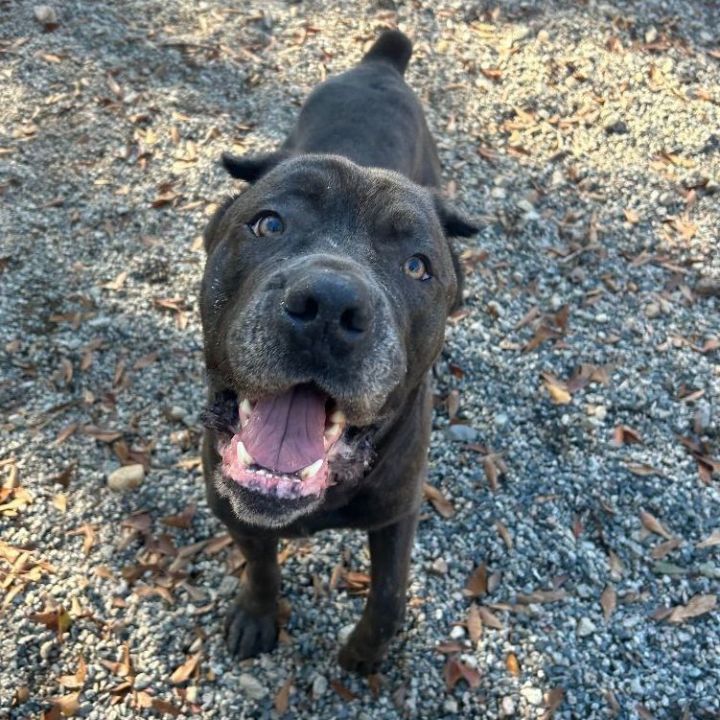 Petfinder store cane corso