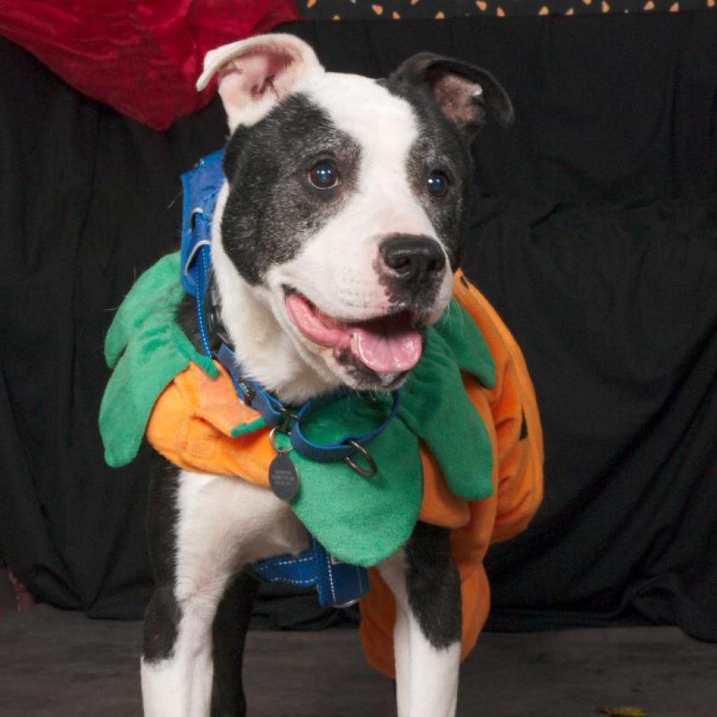 Gerald (Sponsored), an adoptable Pit Bull Terrier, American Staffordshire Terrier in East Saint Louis, IL, 62205 | Photo Image 1