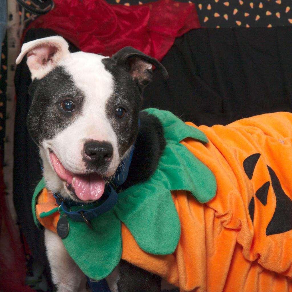 Gerald (Sponsored), an adoptable Pit Bull Terrier, American Staffordshire Terrier in East Saint Louis, IL, 62205 | Photo Image 2