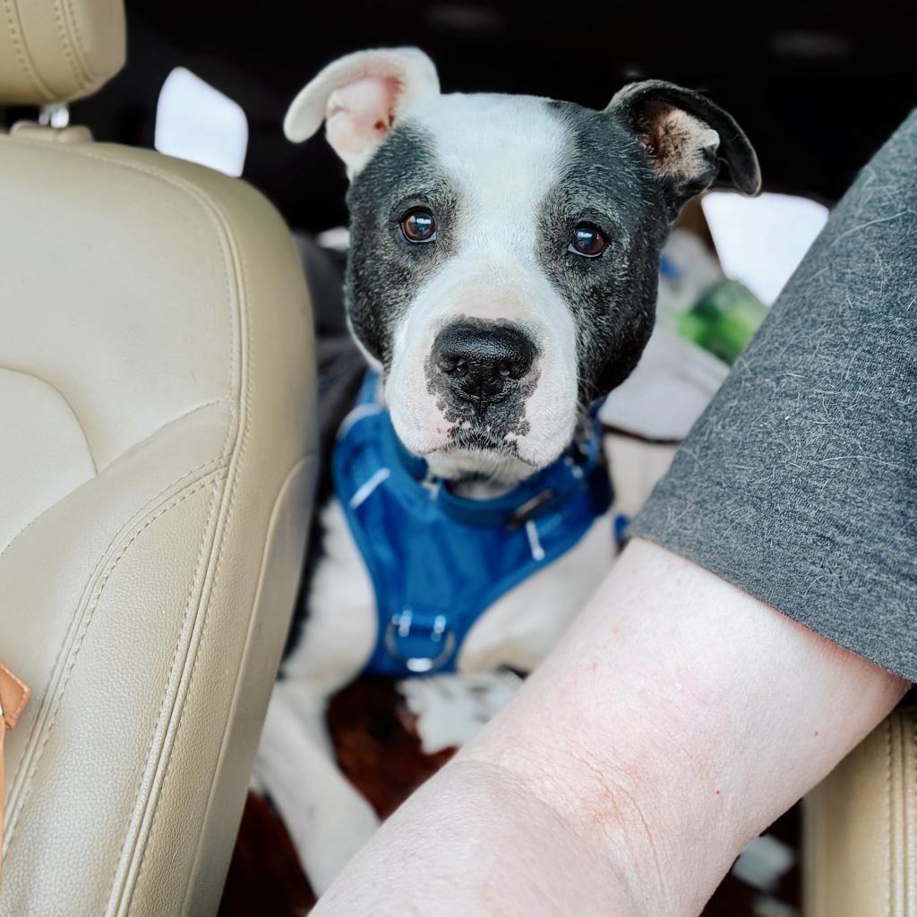 Gerald (Sponsored), an adoptable Pit Bull Terrier, American Staffordshire Terrier in East Saint Louis, IL, 62205 | Photo Image 3