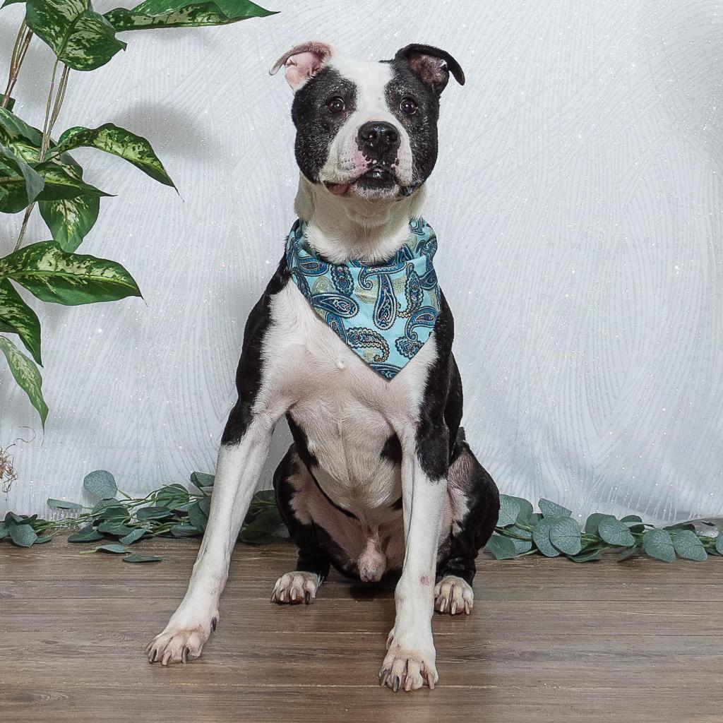 Gerald (Sponsored), an adoptable Pit Bull Terrier, American Staffordshire Terrier in East Saint Louis, IL, 62205 | Photo Image 4