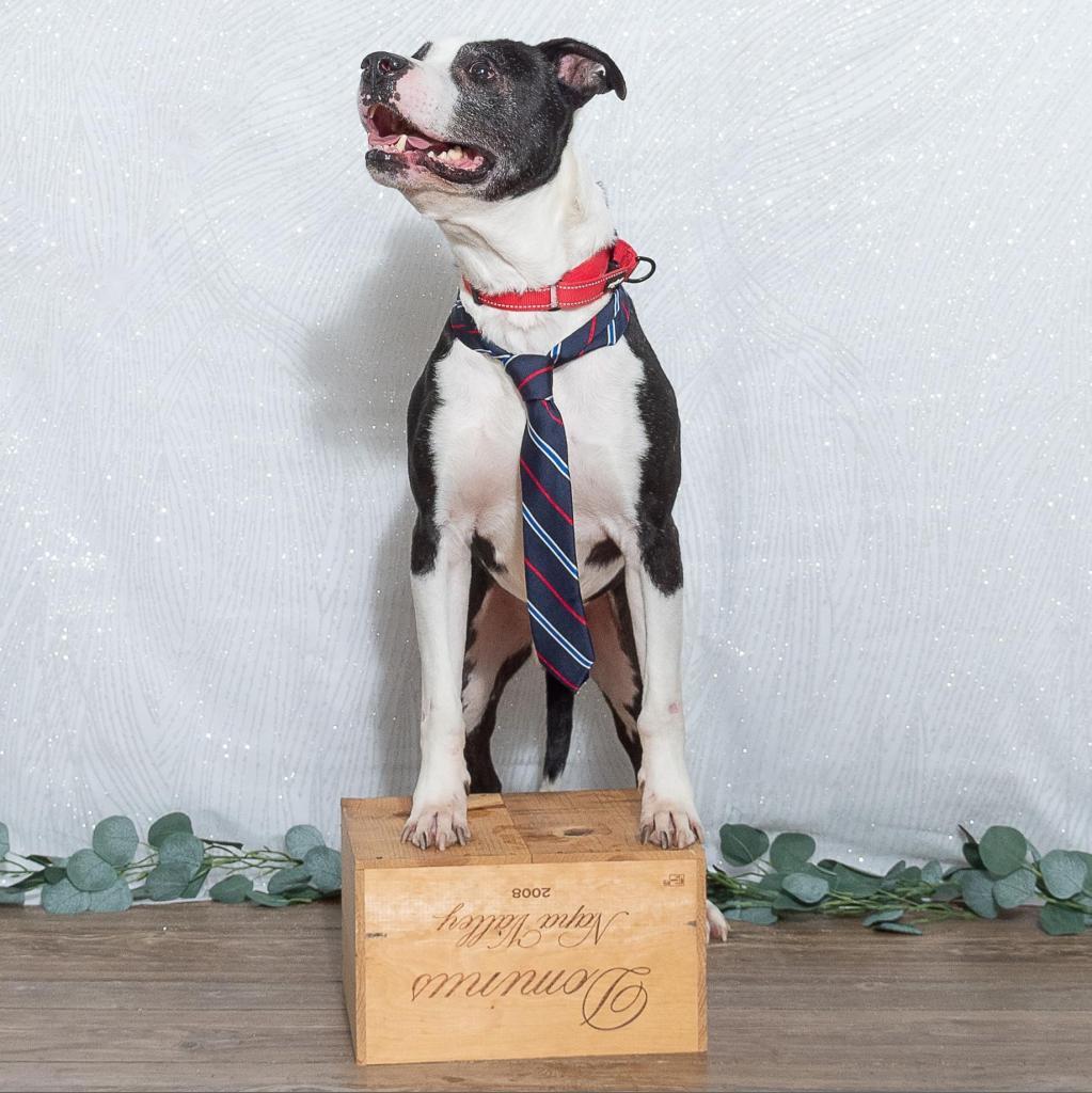 Gerald (Sponsored), an adoptable Pit Bull Terrier, American Staffordshire Terrier in East Saint Louis, IL, 62205 | Photo Image 5
