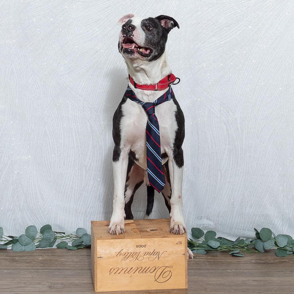 Gerald (Sponsored), an adoptable Pit Bull Terrier, American Staffordshire Terrier in East Saint Louis, IL, 62205 | Photo Image 6