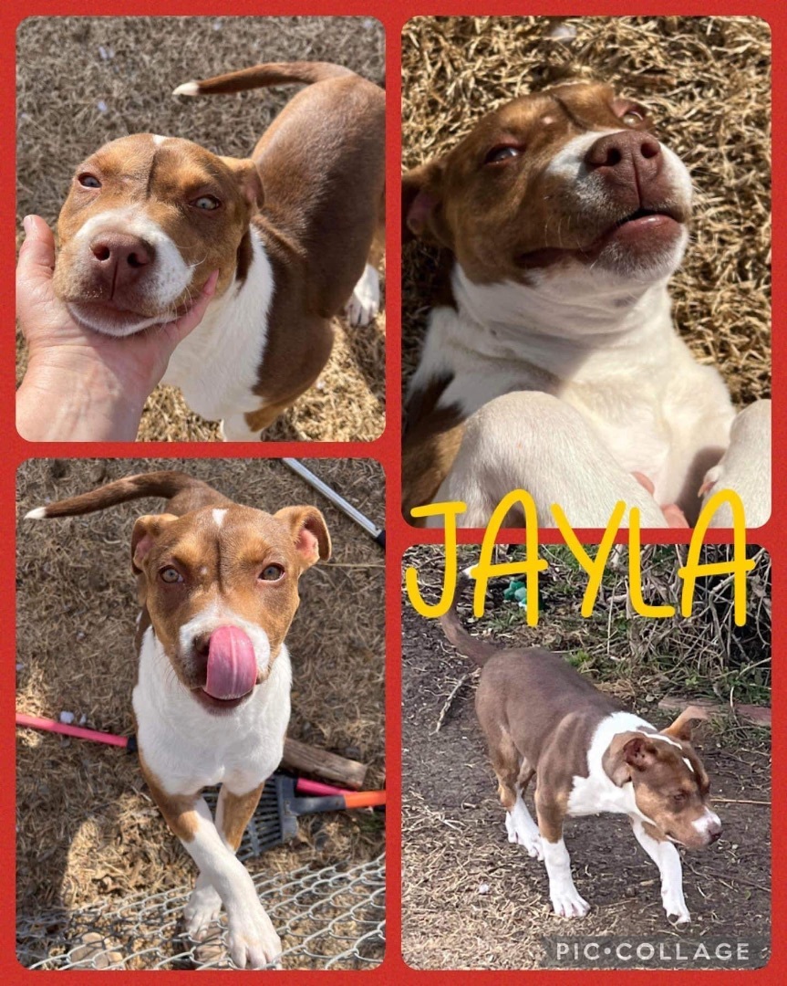 Jayla, an adoptable Australian Shepherd in Upper Rawdon, NS, B0N 2N0 | Photo Image 2