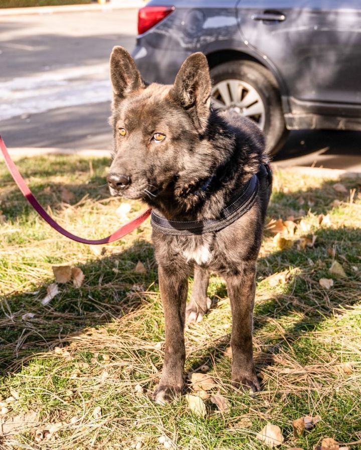 Z Cross Post - Chief, an adoptable German Shepherd Dog in Broomfield, CO_image-4