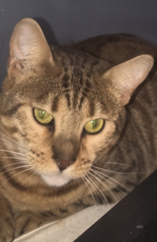 Lavendar, an adoptable Bengal in Ocala, FL, 34475 | Photo Image 1