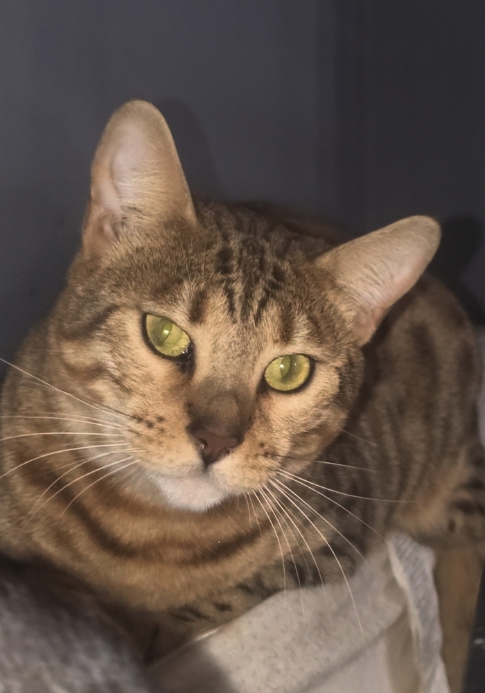 Lavendar, an adoptable Bengal in Ocala, FL, 34475 | Photo Image 3