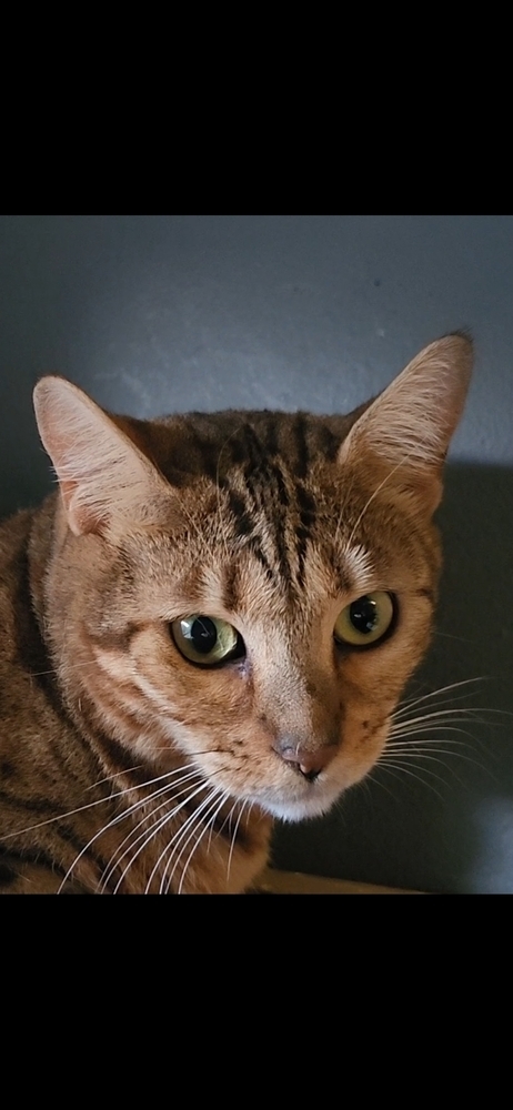 Lavendar, an adoptable Bengal in Ocala, FL, 34475 | Photo Image 4