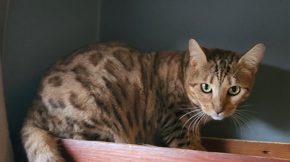 Lavendar, an adoptable Bengal in Ocala, FL, 34475 | Photo Image 5