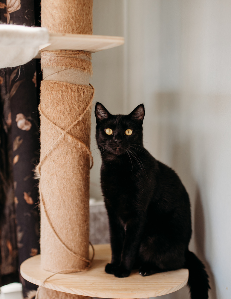 Mama Katniss, an adoptable Domestic Short Hair in Virginia Beach, VA, 23455 | Photo Image 1