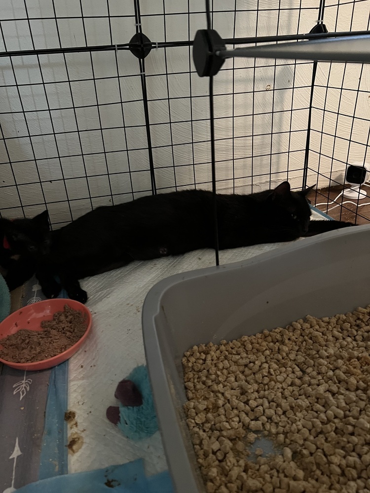 Mama Katniss, an adoptable Domestic Short Hair in Virginia Beach, VA, 23455 | Photo Image 2
