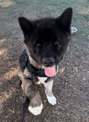 **Toshi**, Adult Male unknown